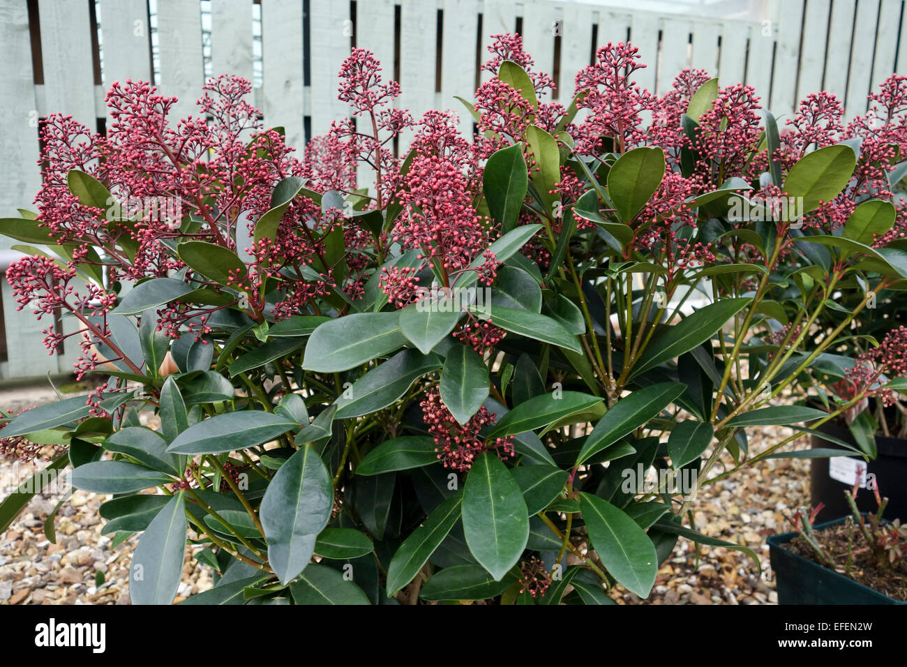 Skimmia japonica 'Rubella' arbuste close up Banque D'Images