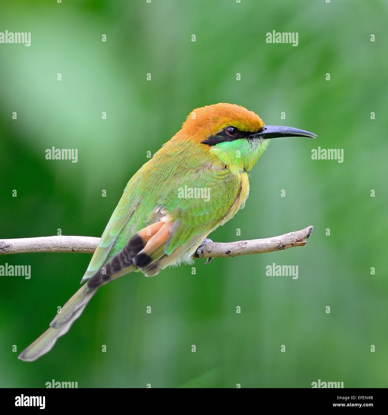 Belle Little Green Bee-eater Merops orientalis (oiseau), reposant sur un perchoir, profil arrière Banque D'Images Belle Little Green Bee-eater Merops orientalis (oiseau), reposant sur un perchoir, profil arrière Banque D'Images