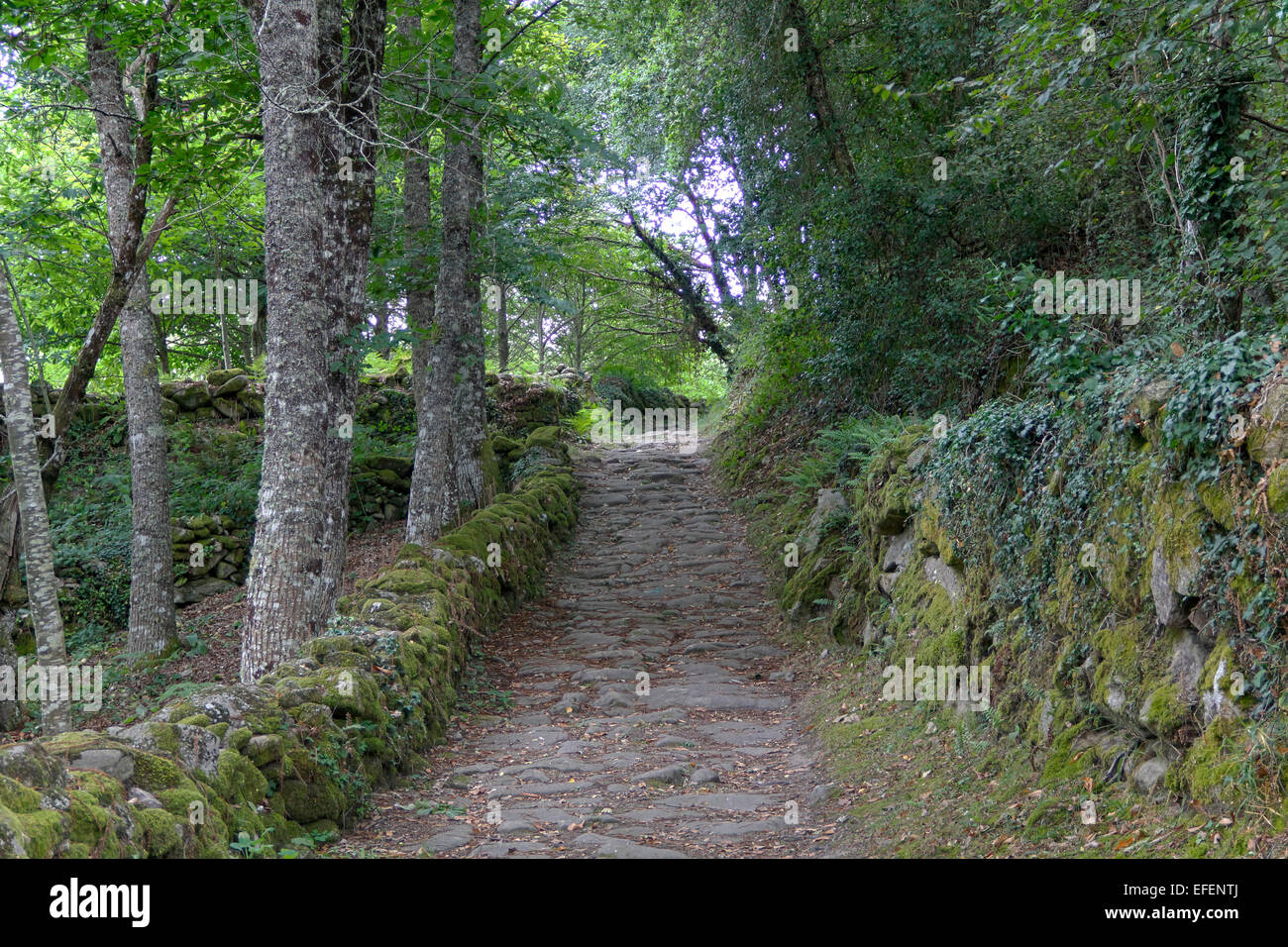 Chemin dans la forêt à pied de l'arbre vert Banque D'Images