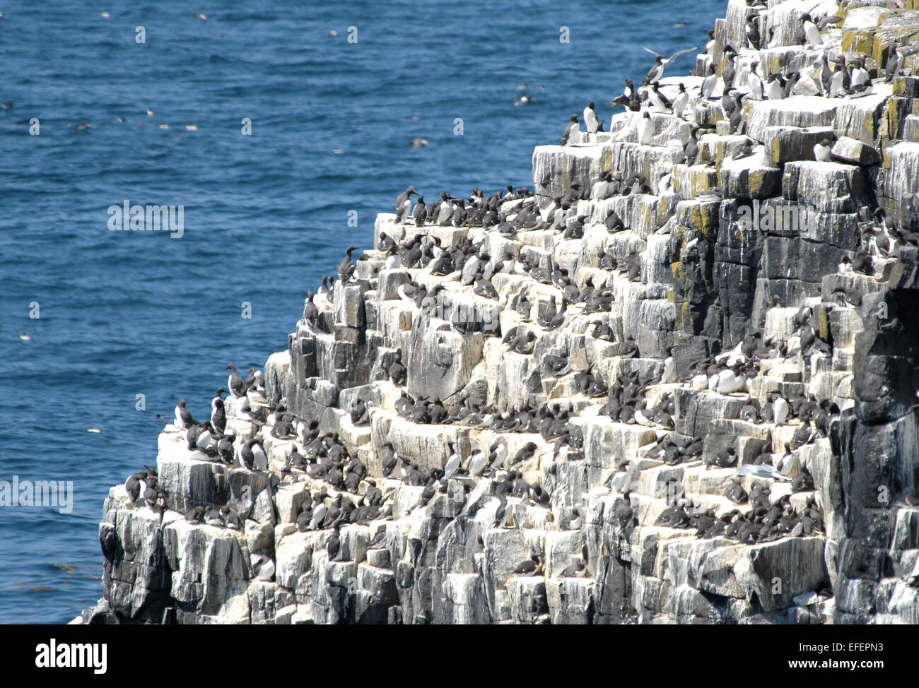 Guillemot, Isle de mai Banque D'Images