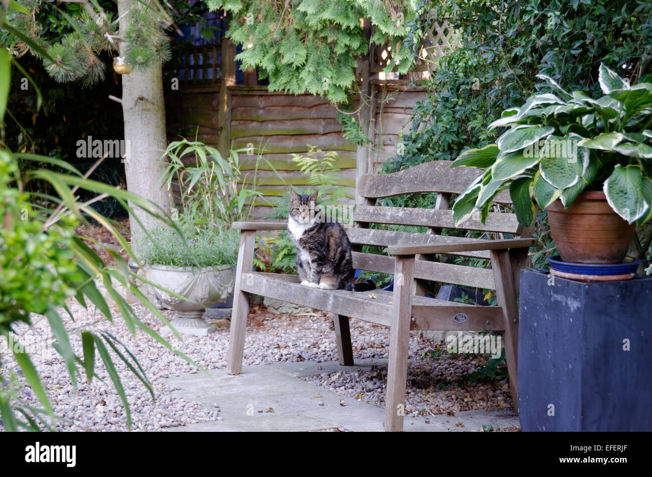 La chambre d'écaille avec chat assis sur la poitrine blanche chaise en bois jardin Banque D'Images