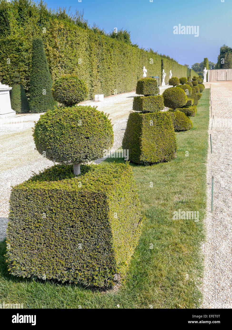 Des arbustes à feuilles persistantes en forme de fantaisie dans le jardin de Versailles, France Banque D'Images
