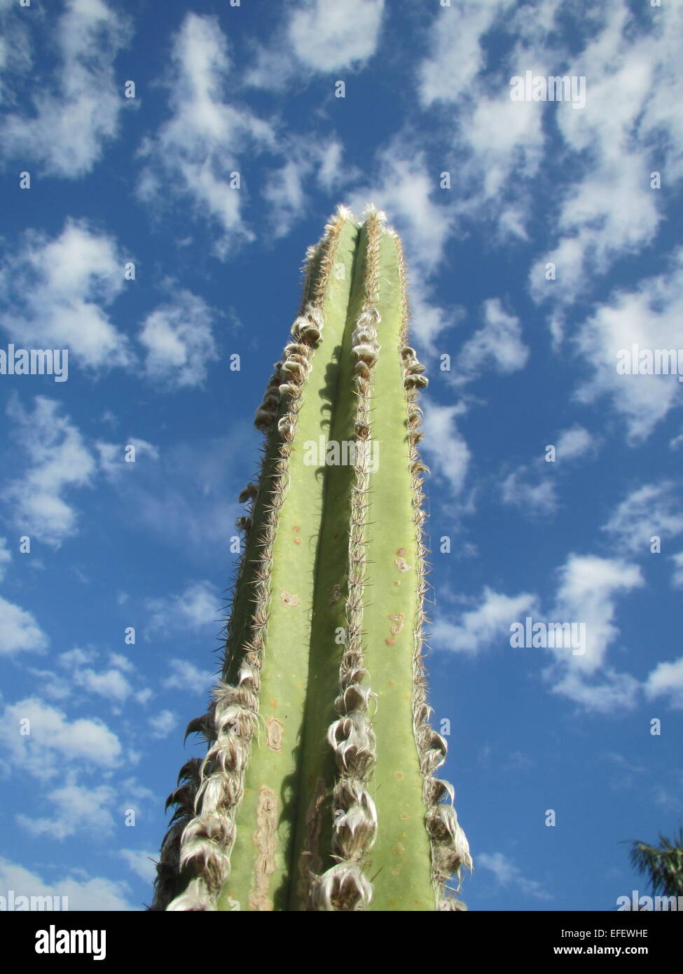 Cactus, nuages et ciel bleu Banque D'Images