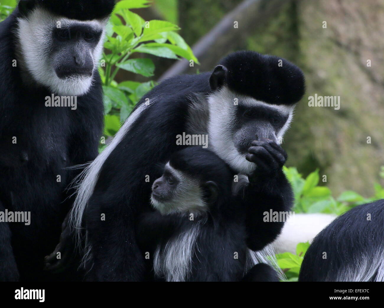 Close-up d'un singe Colobus guereza fuligineux ou (Colobus guereza) avec jeune ludique Banque D'Images