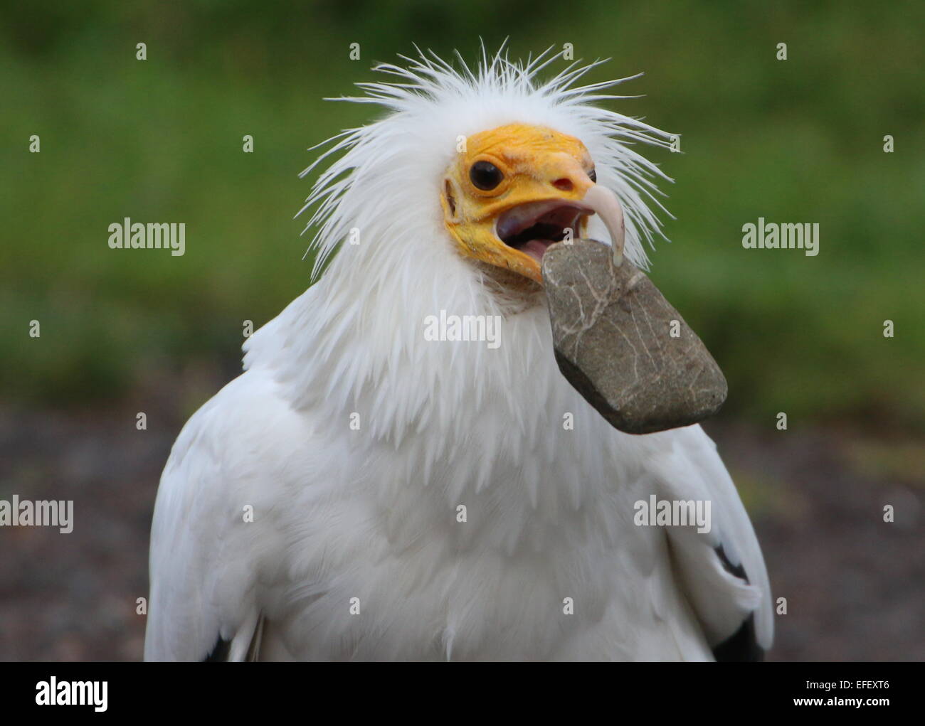 Vautour Charognard Blanc égyptien Neophron Percnopterus à