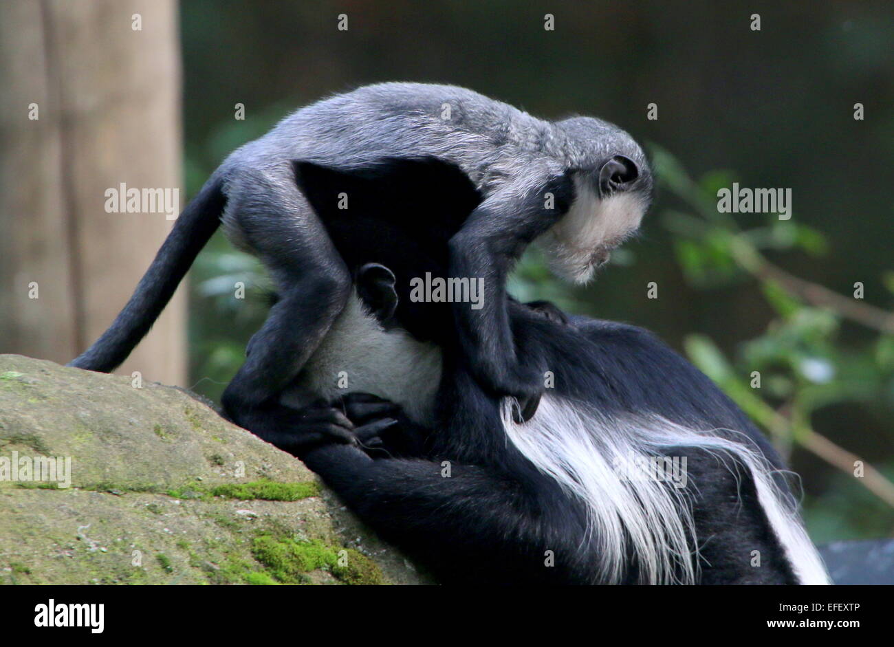 Close-up d'un singe Colobus guereza fuligineux ou (Colobus guereza) avec jeune ludique Banque D'Images