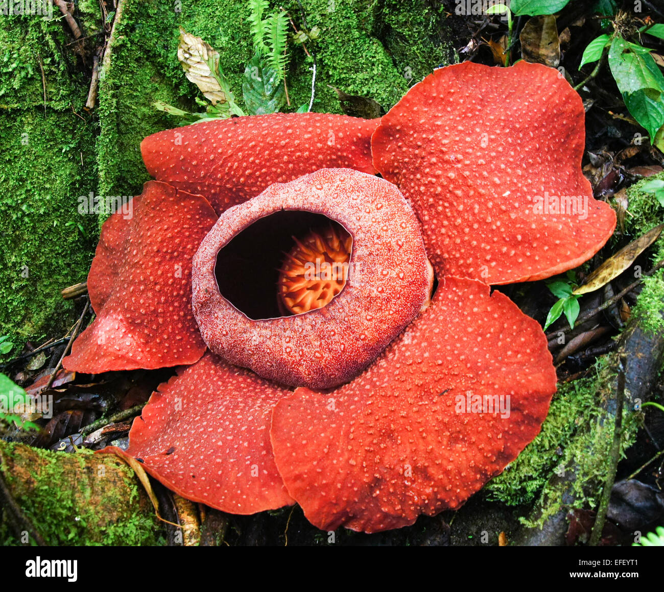 Rafflesia arnoldii flower close-up, Cameron Highlands, Malaisie Banque D'Images