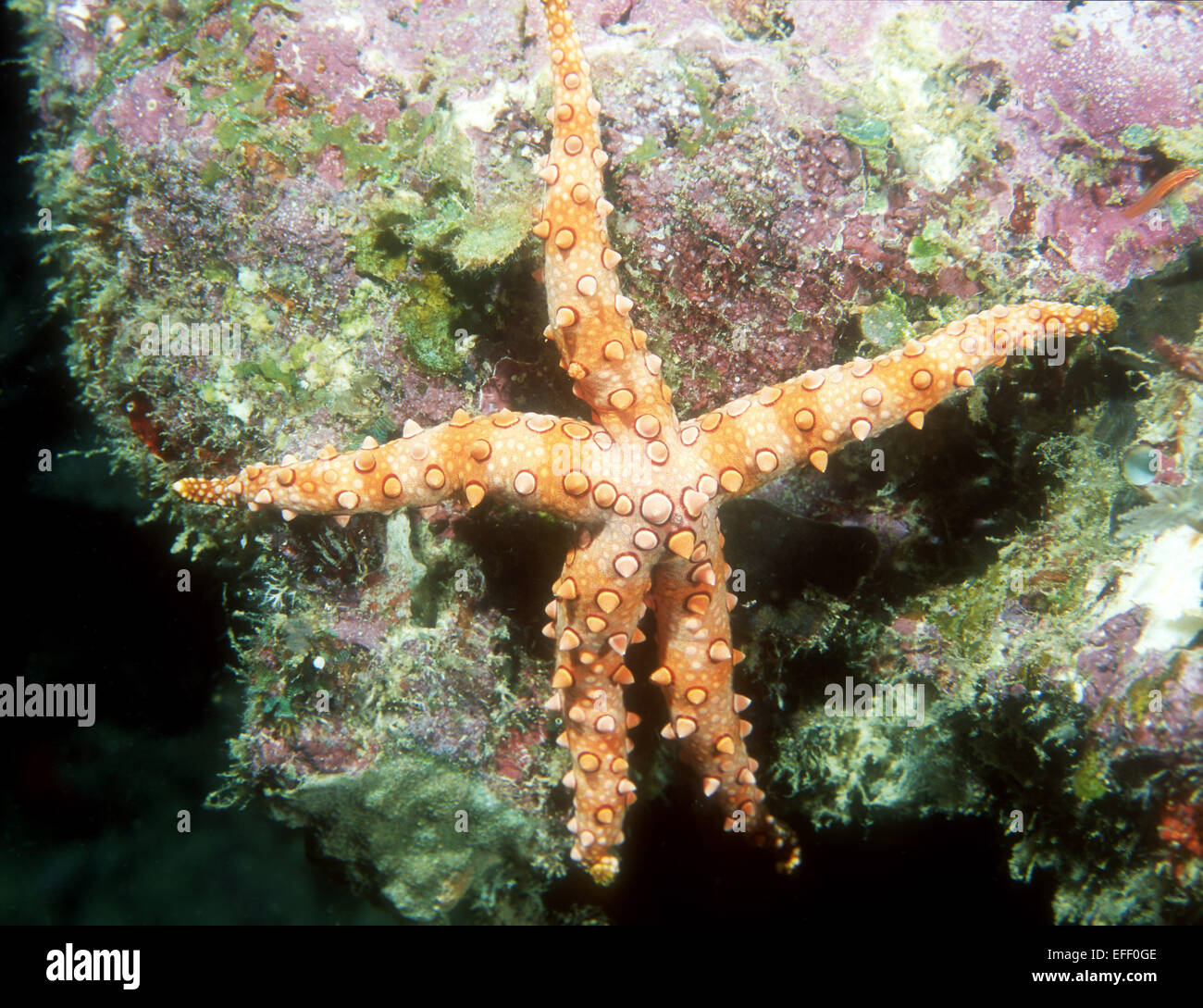 Une étoile de mer photographiée dans l'Est de champs, Papouasie Nouvelle Guinée Banque D'Images