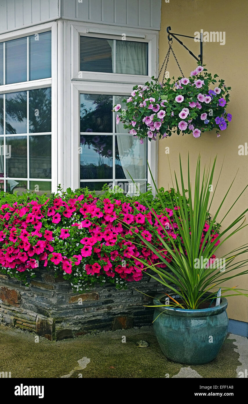 Fleur rose vif Pétunia afficher à l'extérieur d'une maison rurale dans le sud de l'Irlande Banque D'Images
