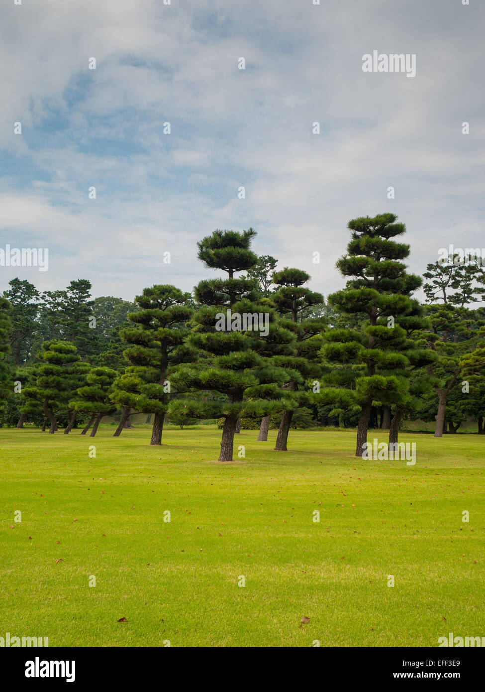 Les pins du jardin japonais autour de Palais Impérial de Tokyo Banque D'Images