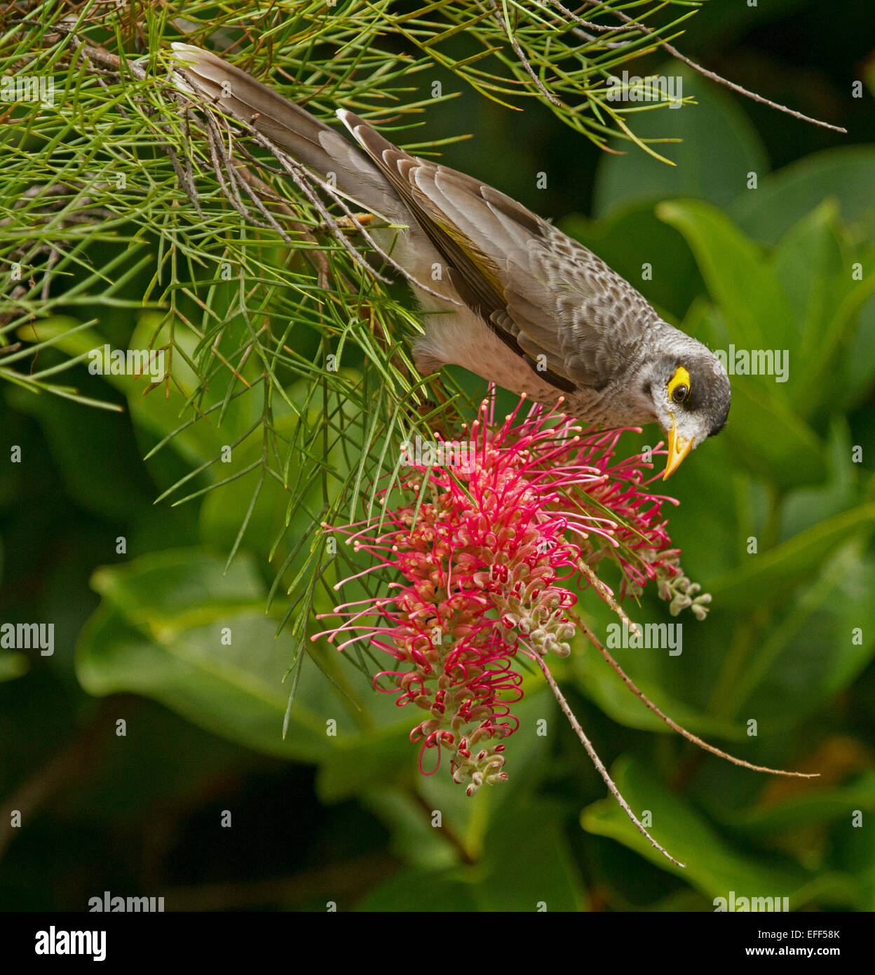 Noisy miner, oiseaux australiens Manorina melanocephala se nourrissant de nectar de fleur red grevillea, contre l'arrière-plan de feuillage émeraude dans jardin Banque D'Images