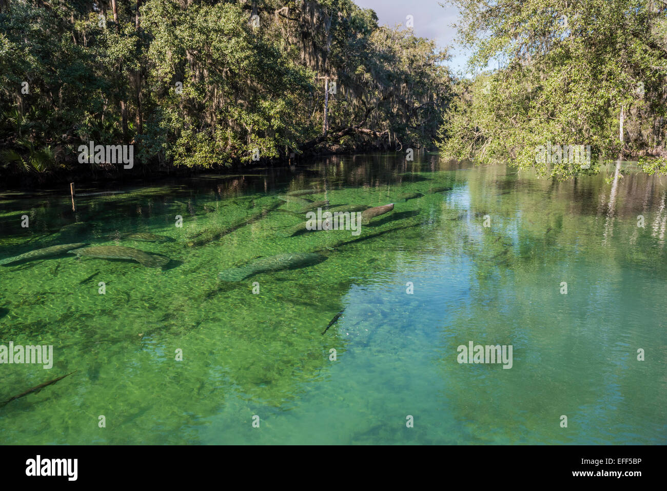 Troupeau de lamantins sauvages eux-mêmes dans le réchauffement l'hiver dans l'eau peu profonde clairs et chauds de Blue Spring State Park, Florida, USA. Banque D'Images