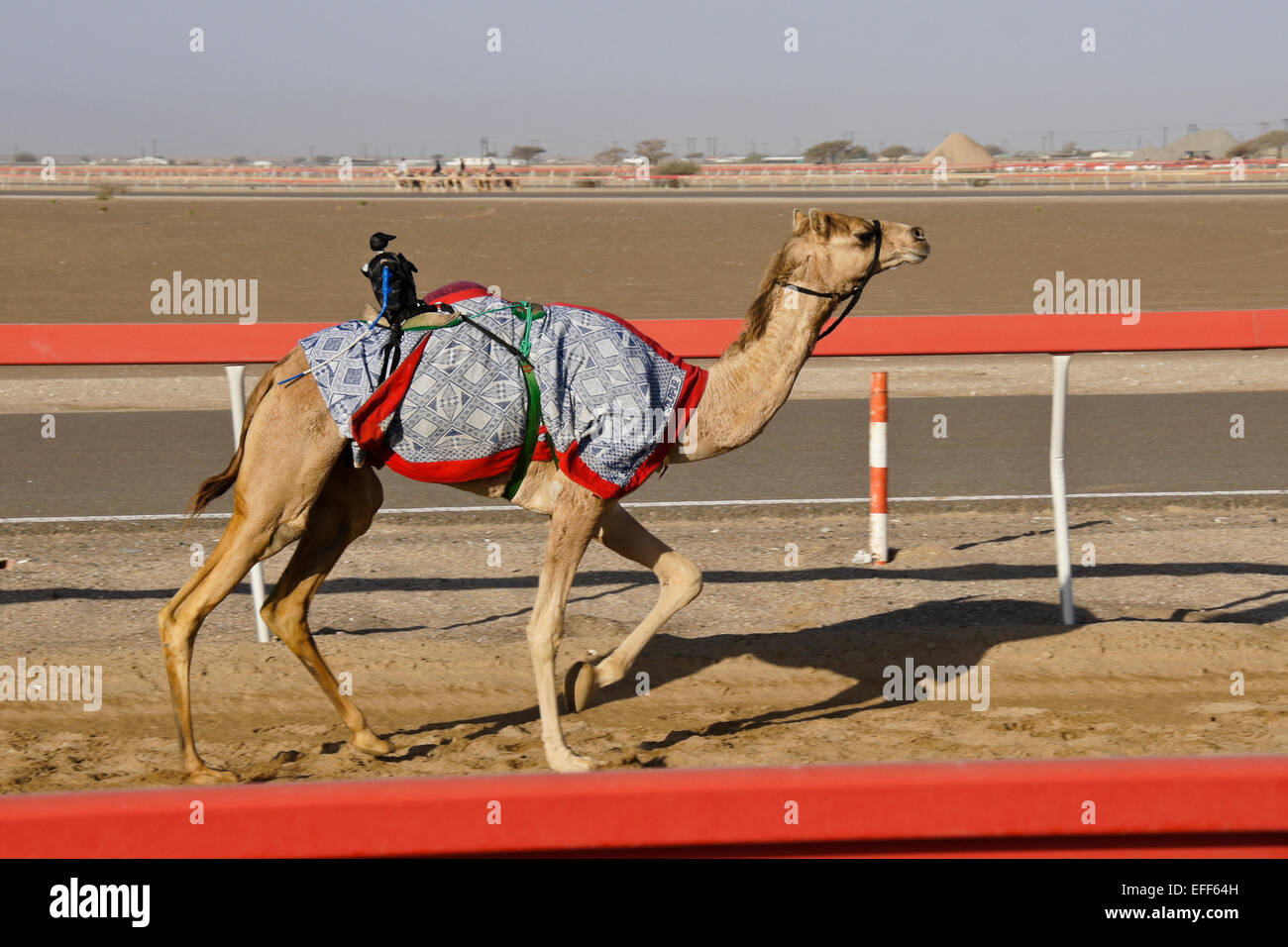 Camel Racing avec radio-commandée (robot) Al-Malagit jockeys à racetrack, Abu Dhabi, UAE Banque D'Images