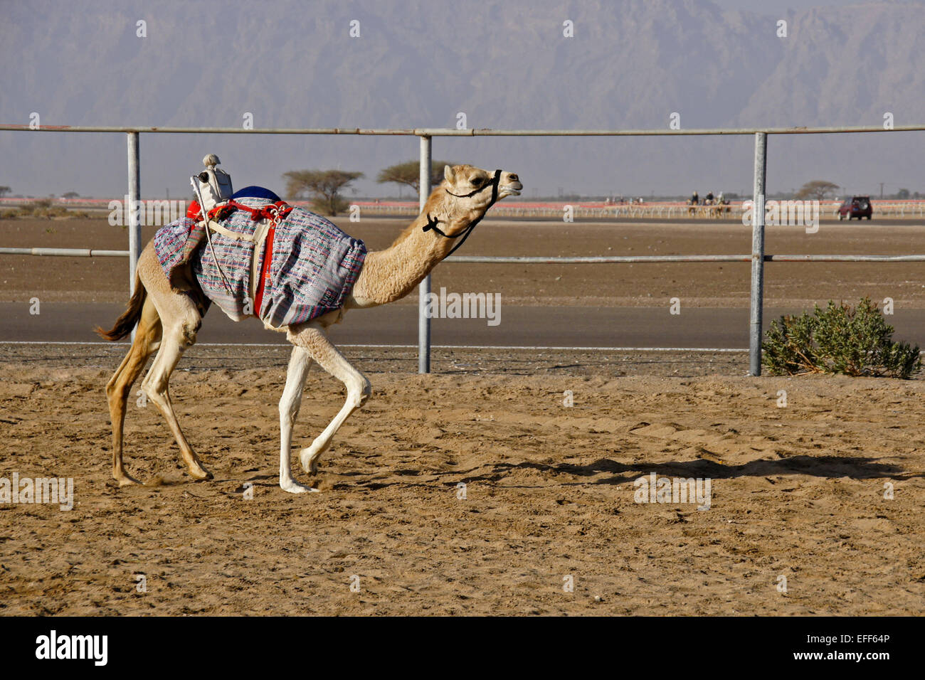 Camel Racing avec radio-commandée (robot) Al-Malagit au jockey racetrack, Abu Dhabi, UAE Banque D'Images