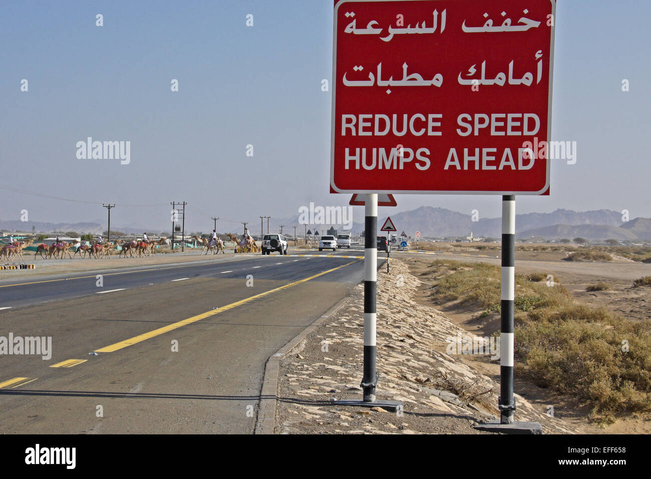 Panneau routier près de camel au croisement à Al-Malagit racetrack, Abu Dhabi, UAE Banque D'Images