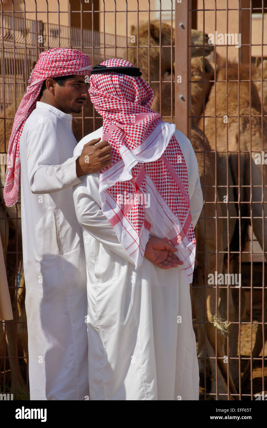Les hommes d'acheter des chameaux pour la viande au marché aux chameaux, Al-Ain, Abu Dhabi, Émirats Arabes Unis Banque D'Images
