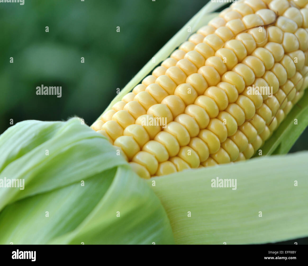 Gros plan sur le grain de l'épi de maïs sur un fond vert Banque D'Images