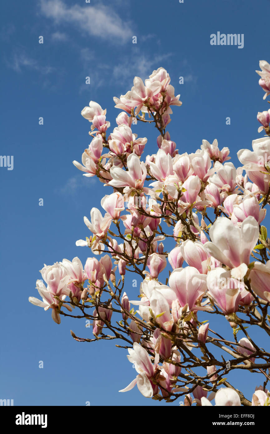 Magnolia en fleurs sur fond de ciel bleu Banque D'Images