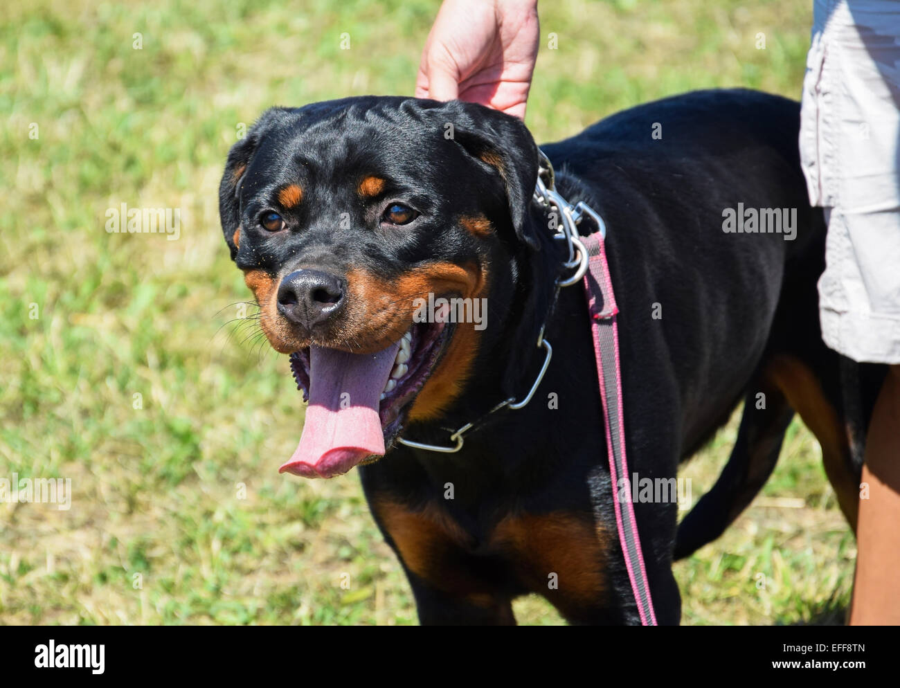 Chien Rottweiler Banque D'Images