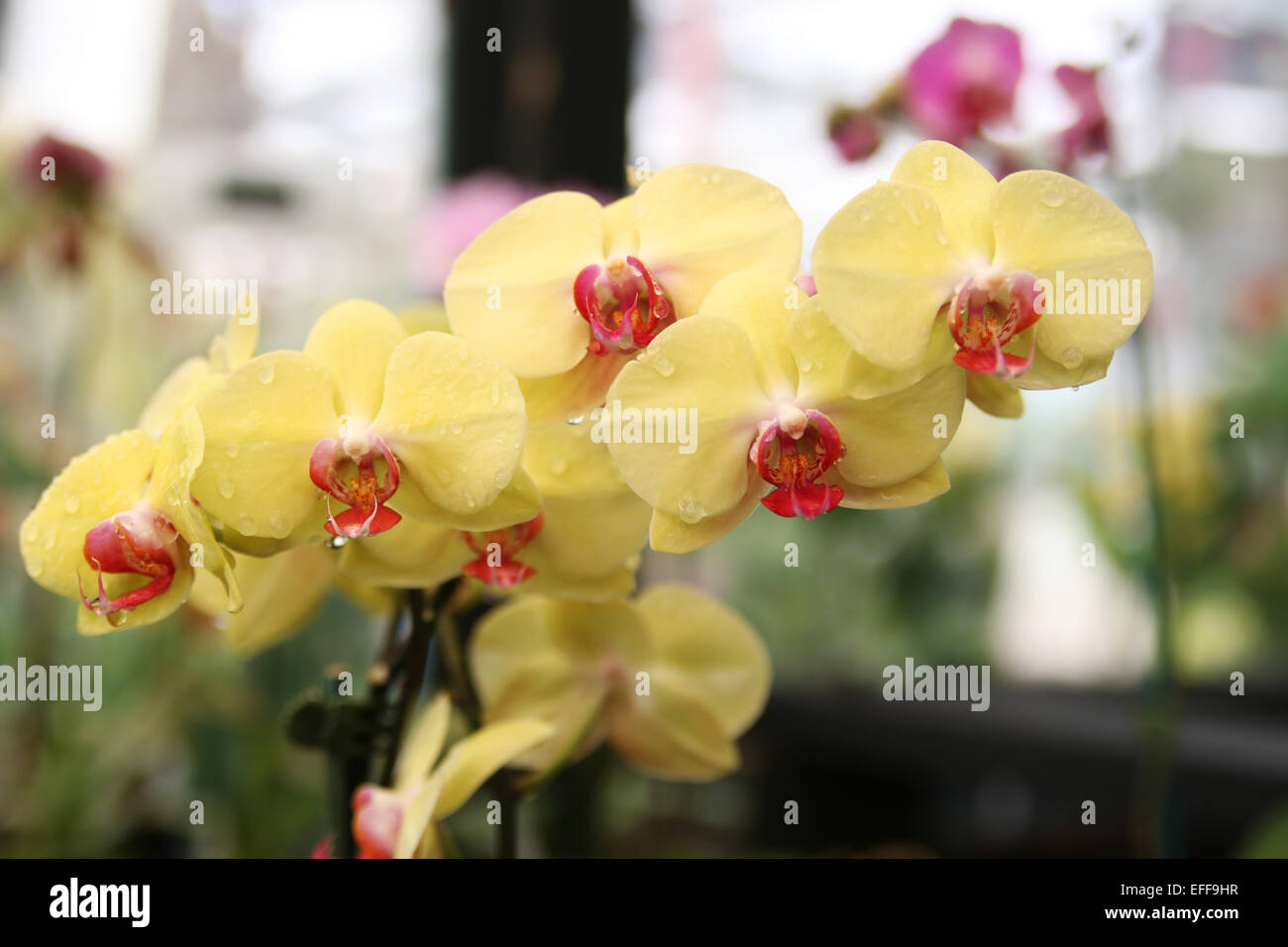 Phalaenopsis Phal, Fuller's Sunset 'Golden Sun', espèce d'orchidée Phalaenopsis, orchidée, Phal Fuller's Sunset Banque D'Images