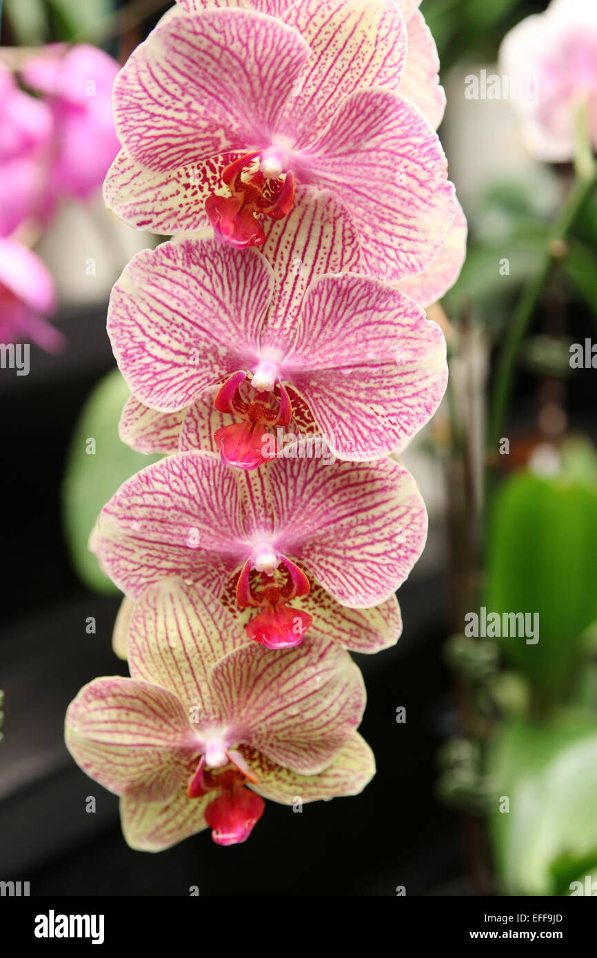 Phalaenopsis Baldan's Kaleidoscope, Phalaenopsis orchidée, espèce d'Orchid Banque D'Images