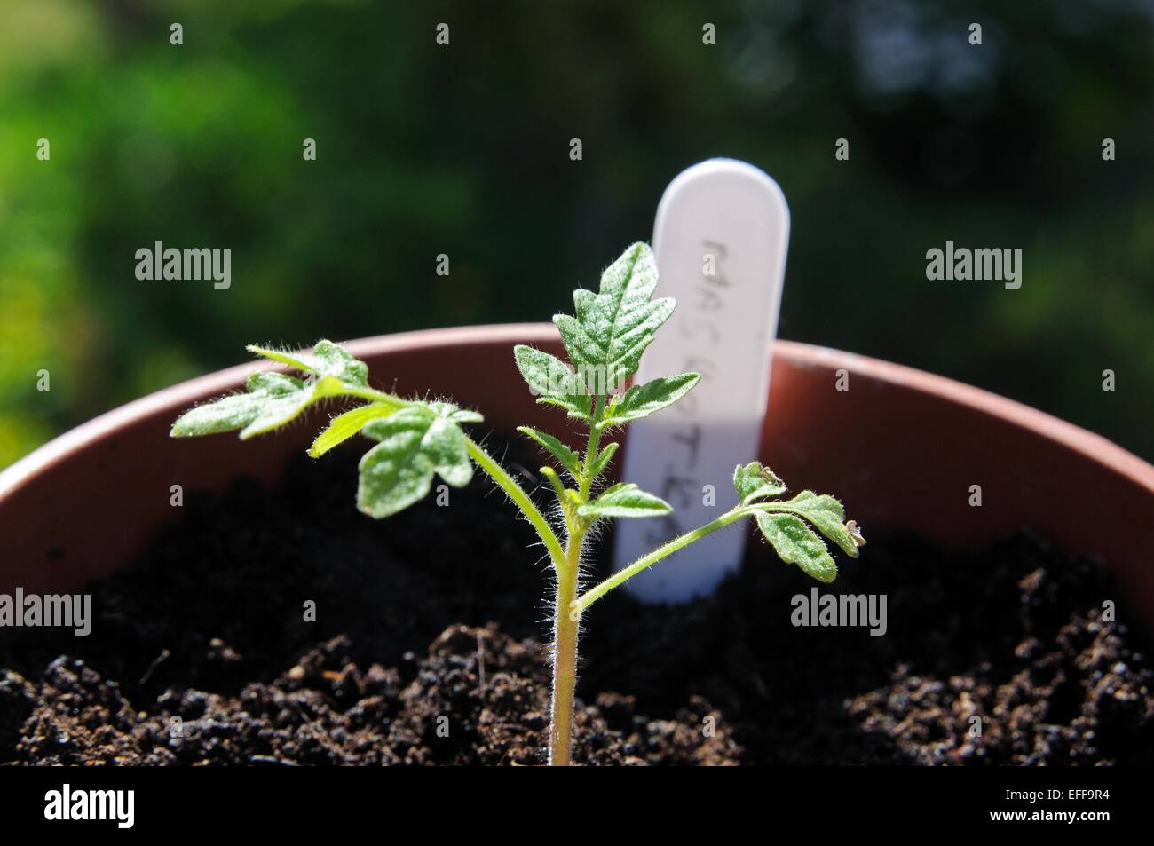 Des semis de tomates cerises Maskotka dans un pot en plastique. Banque D'Images