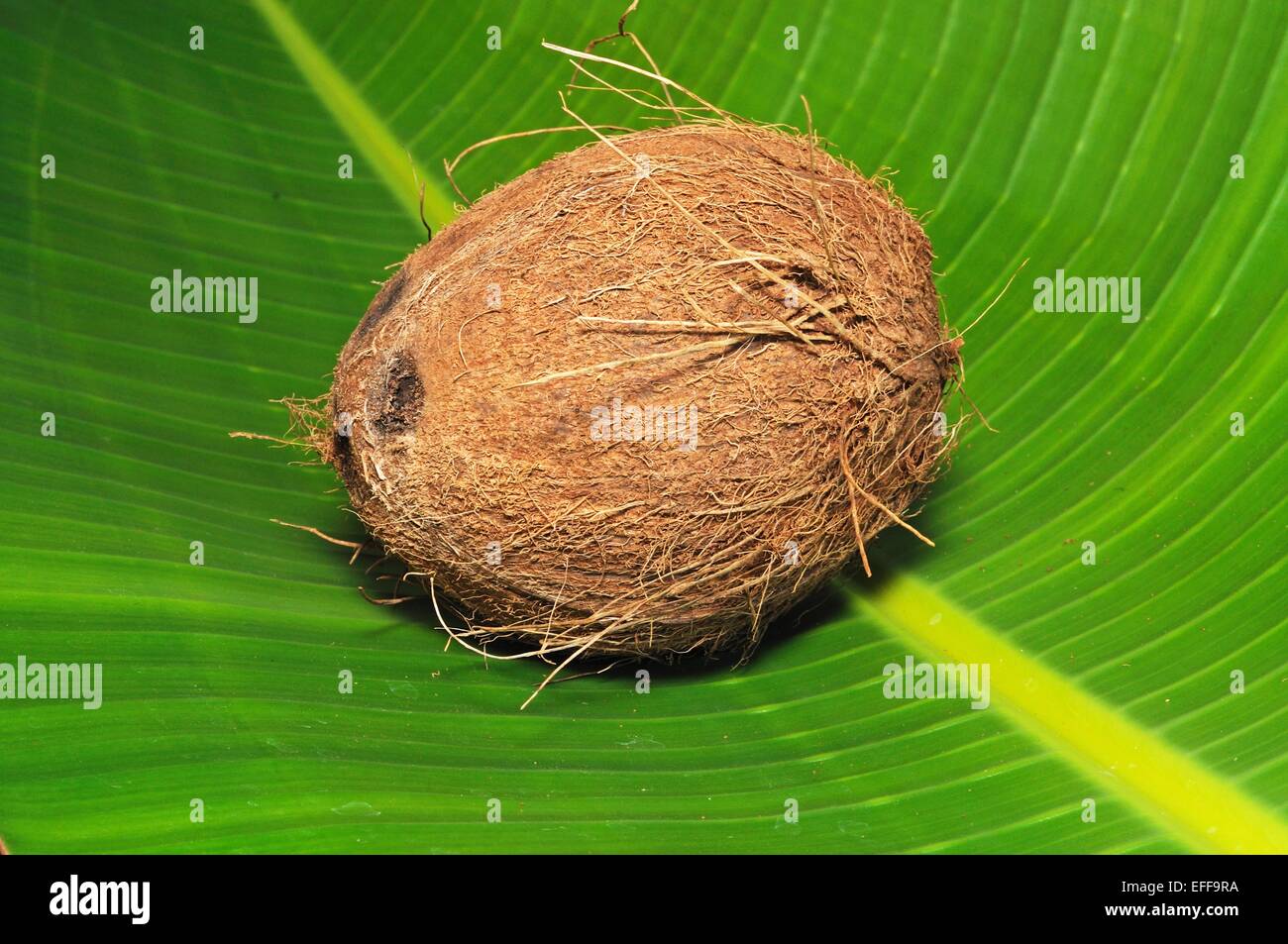 Ensemble de la noix de coco dans une grande feuille verte. Banque D'Images