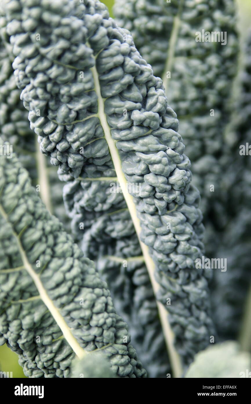 Kale noir toscan, Brassica oleracea vergetable Banque D'Images