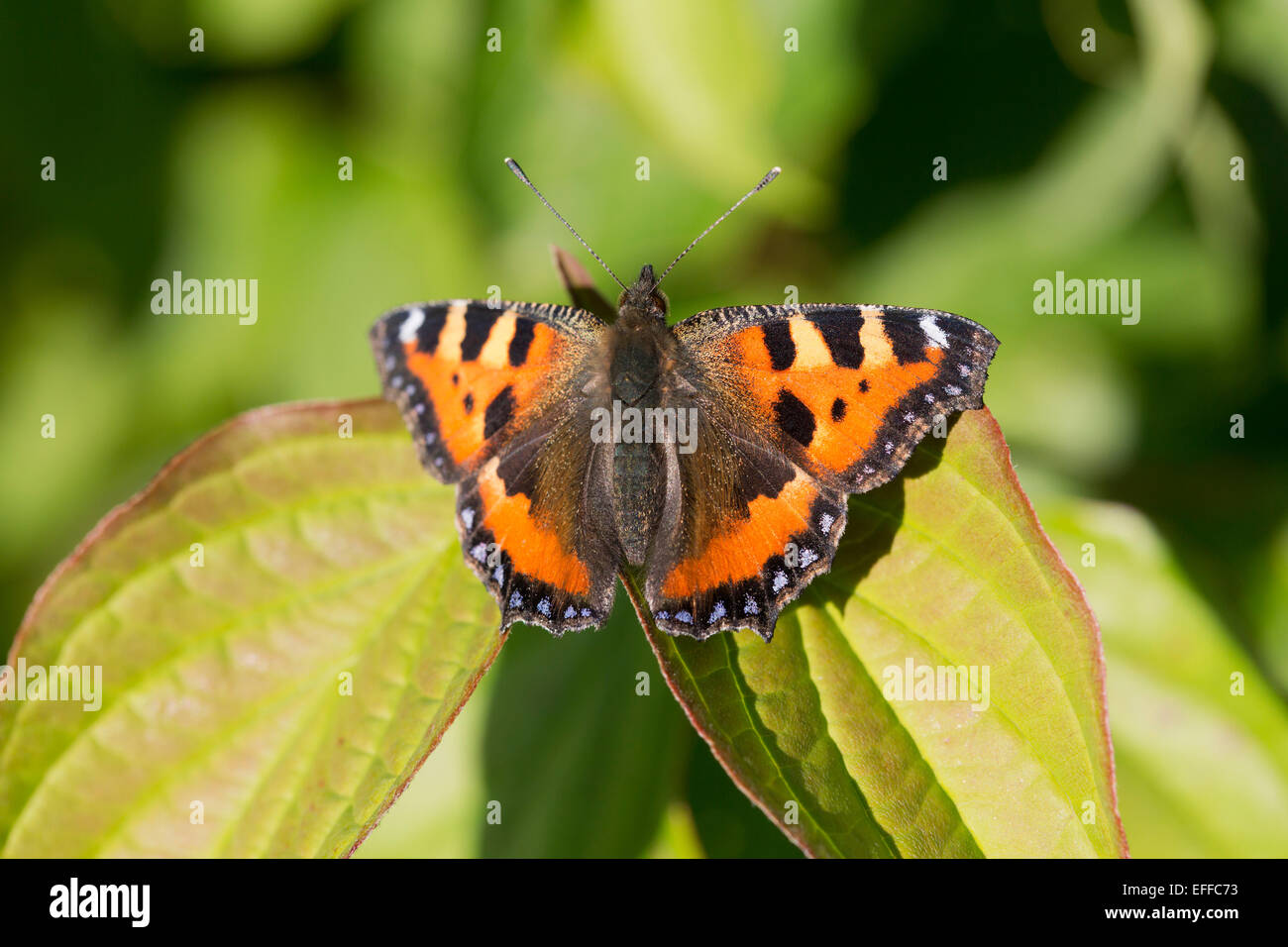 Petit papillon écaille Aglais urticae Cornwall, UK Banque D'Images