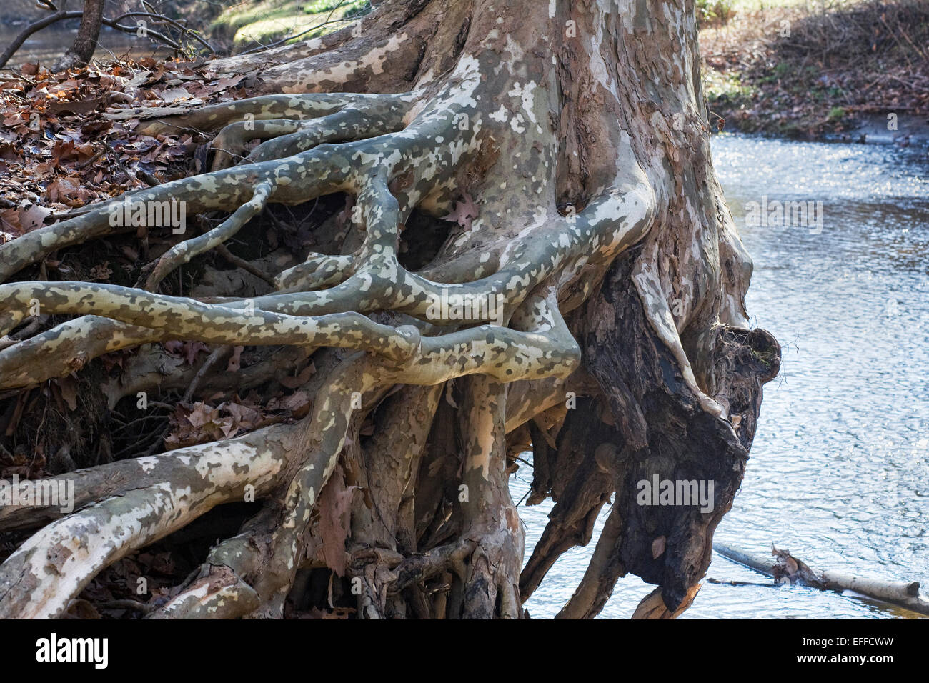 Les racines des arbres surplombant les rives d'un fleuve. Banque D'Images