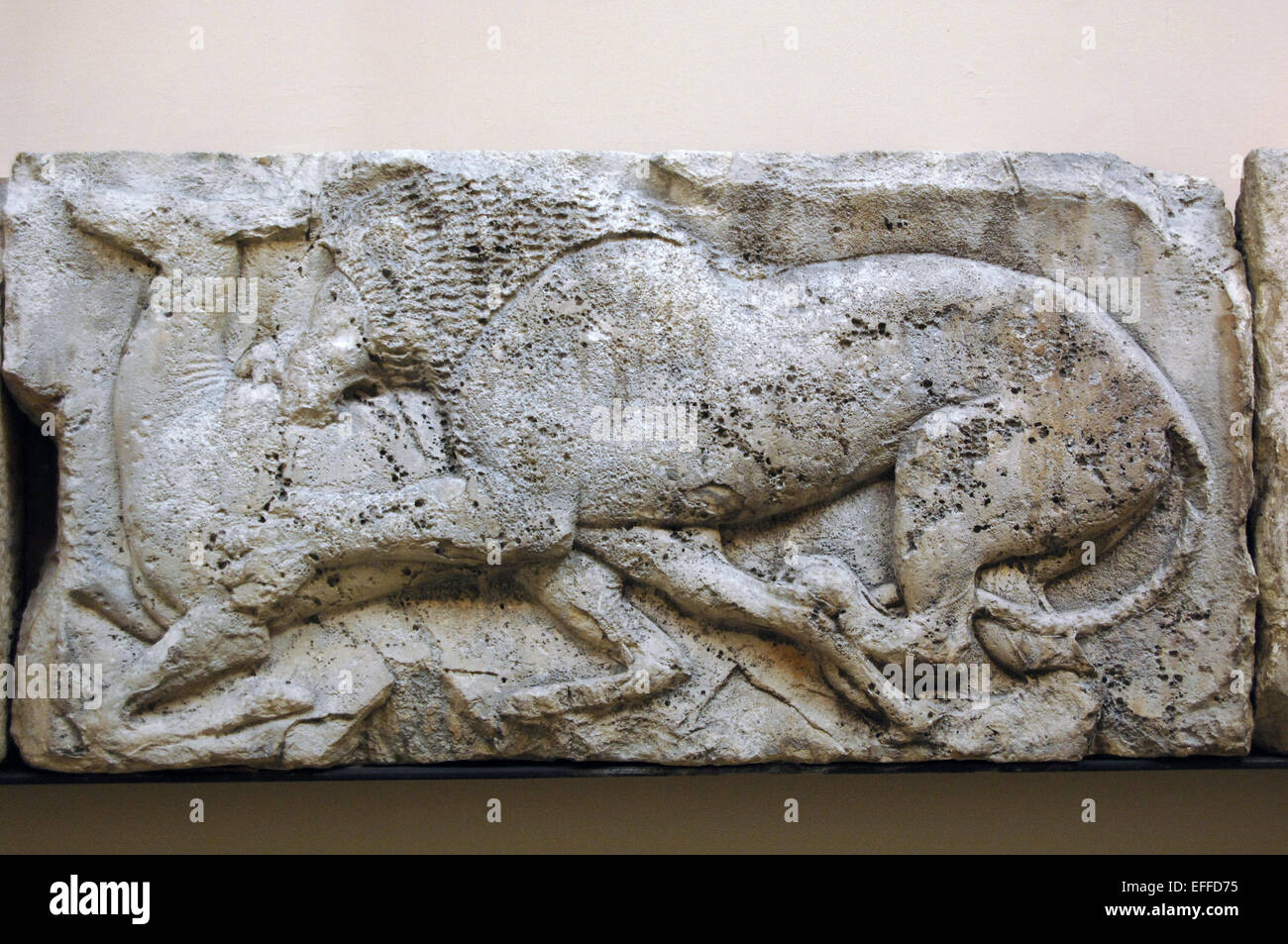 Début classique. La fin de l'archaïque. Lion tuant deer constituent la faune la chasse aux animaux sauvages. À partir de la frise des animaux qui servent à exécuter dans le haut du podium suporting bâtiment G. Acropole Xanthos. La Lycie. La Turquie. Au cours de l'Kuprlli reigh de King (480-440BC). British Museum. Londres. L'Angleterre. United Kingdom. Banque D'Images