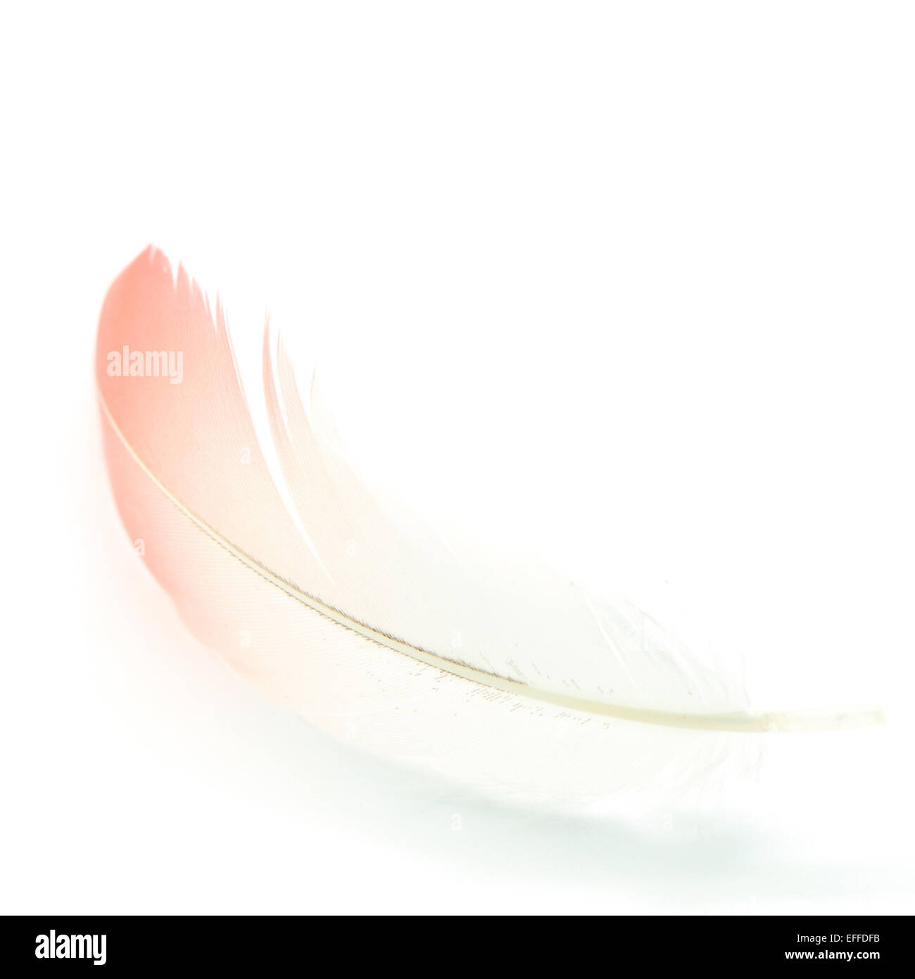 Flamingo feather isolé sur fond blanc Banque D'Images