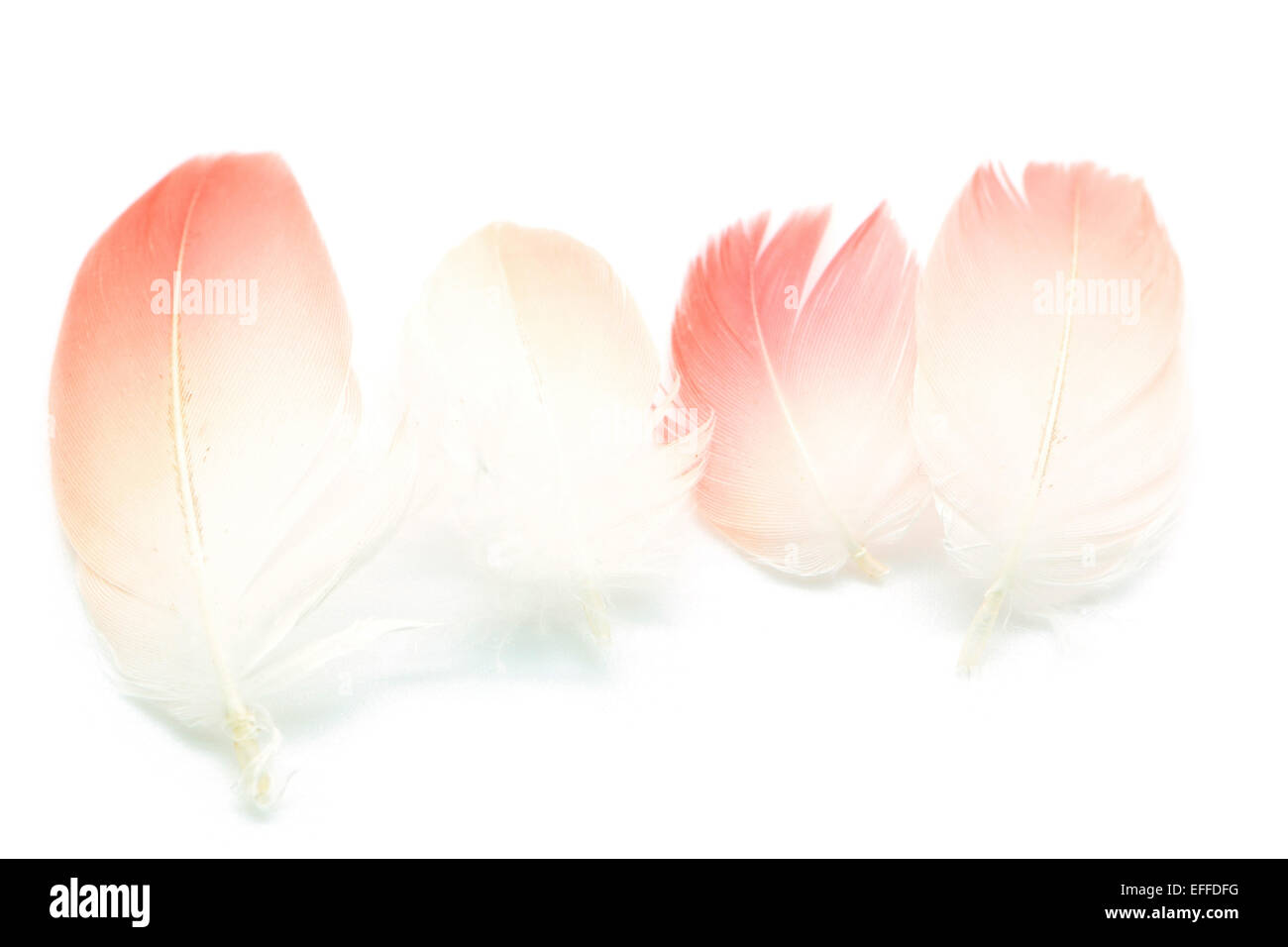 Jeu de plumes Flamant isolé sur fond blanc Banque D'Images