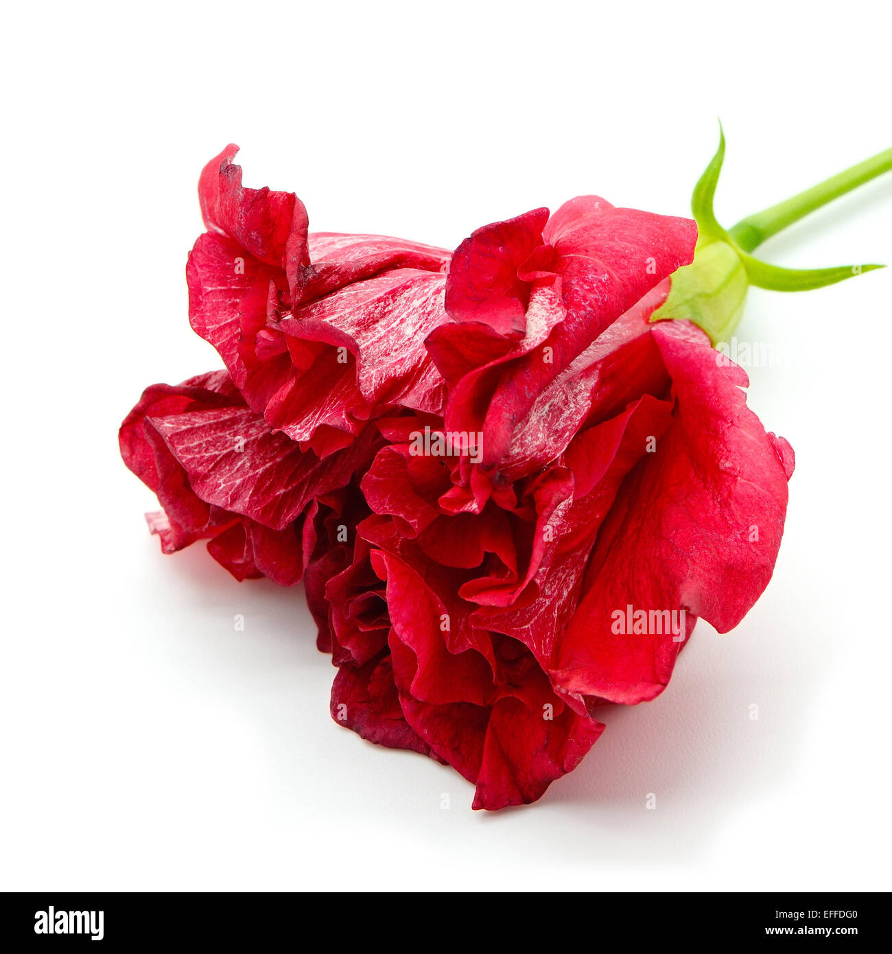 Belle fleur d'Hibiscus rouge isolé sur fond blanc Banque D'Images Belle fleur d'Hibiscus rouge isolé sur fond blanc Banque D'Images