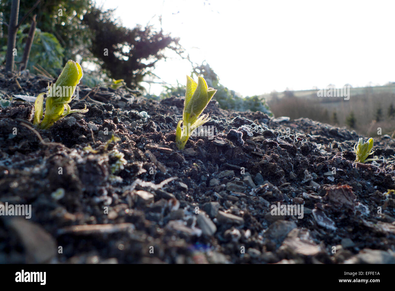Carmarthenshire, Pays de Galles, Royaume-Uni. 3e Mar 2015. Nouvelle croissance au printemps dans le potager comme les pousses de fèves pousser à travers le sol glacial dans un ciel ensoleillé matin sec dans les régions rurales de Carmarthenshire, West Wales UK. Kathy deWitt/AlamyLiveNews Banque D'Images