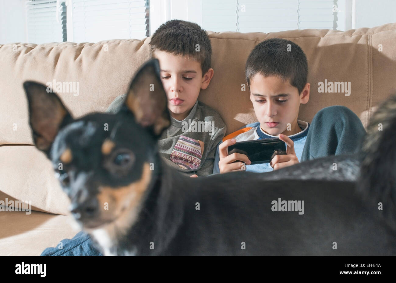 Deux garçons jouant avec leurs smartphones alors que chien au premier plan Banque D'Images