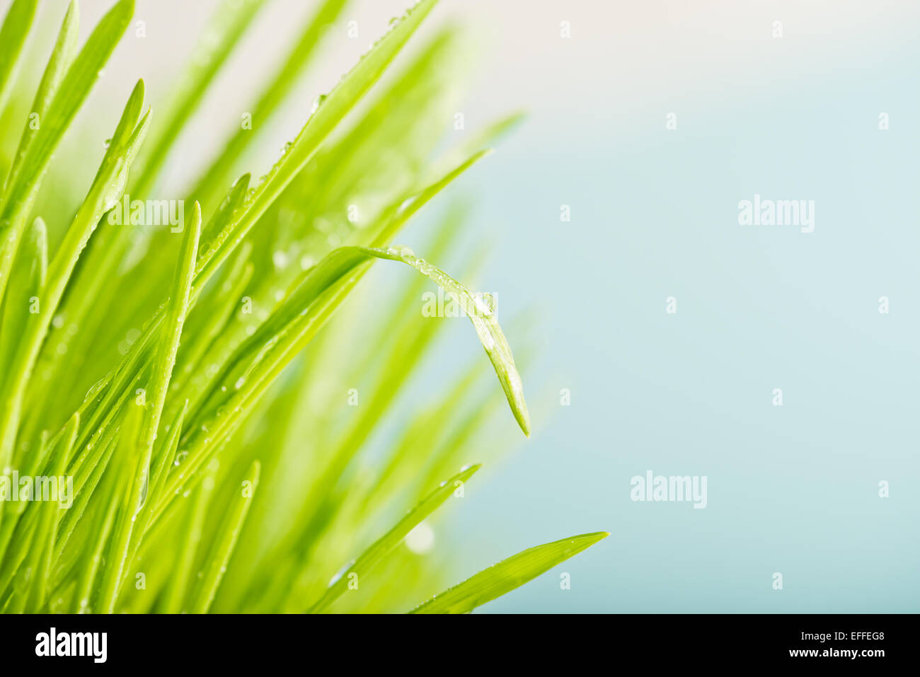 Close up of nature fresh Green grass avec dews drop Banque D'Images