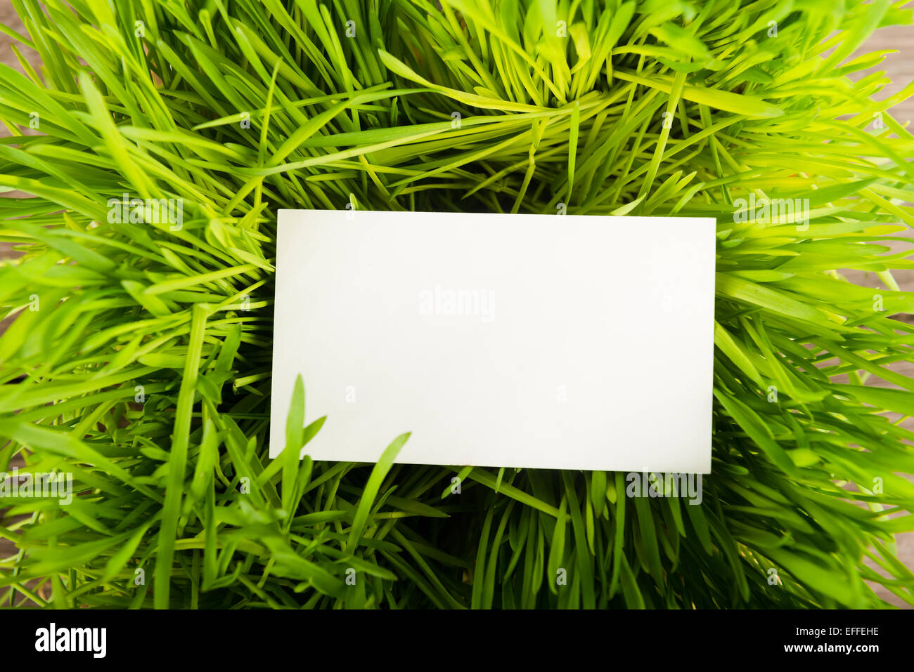 Blank business card dans l'herbe verte fraîche Banque D'Images