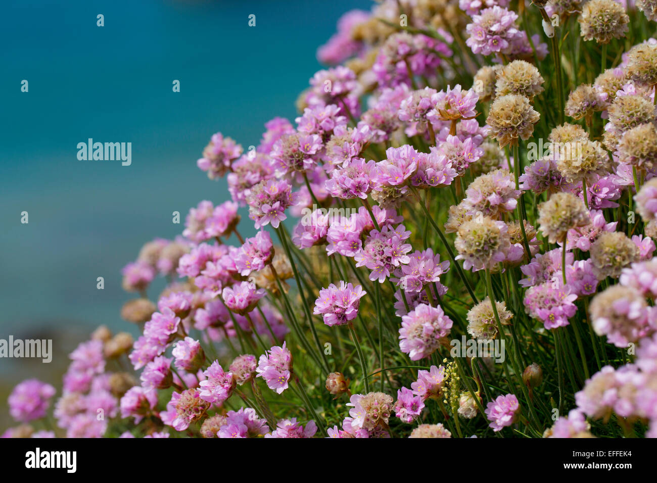 Thrift Armeria maritima Flower Cornwall ; UK Banque D'Images