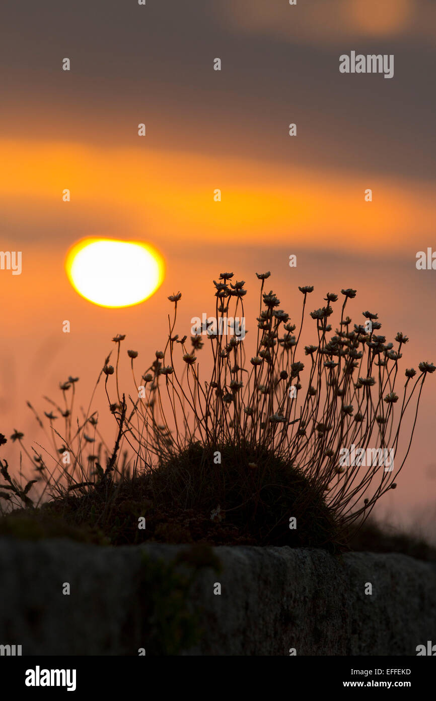 Graines Thrift Armeria maritima Coucher de Cornwall, UK Banque D'Images