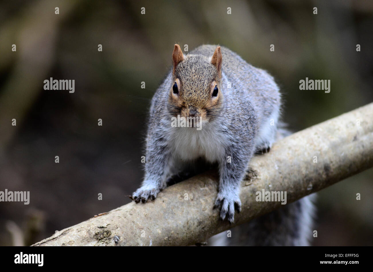 Un écureuil gris sur la branche d'un arbre UK Banque D'Images