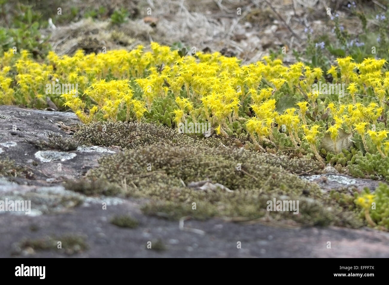 Mossy Stonecrop jaune, juin, Ostergotland, Suède. Banque D'Images