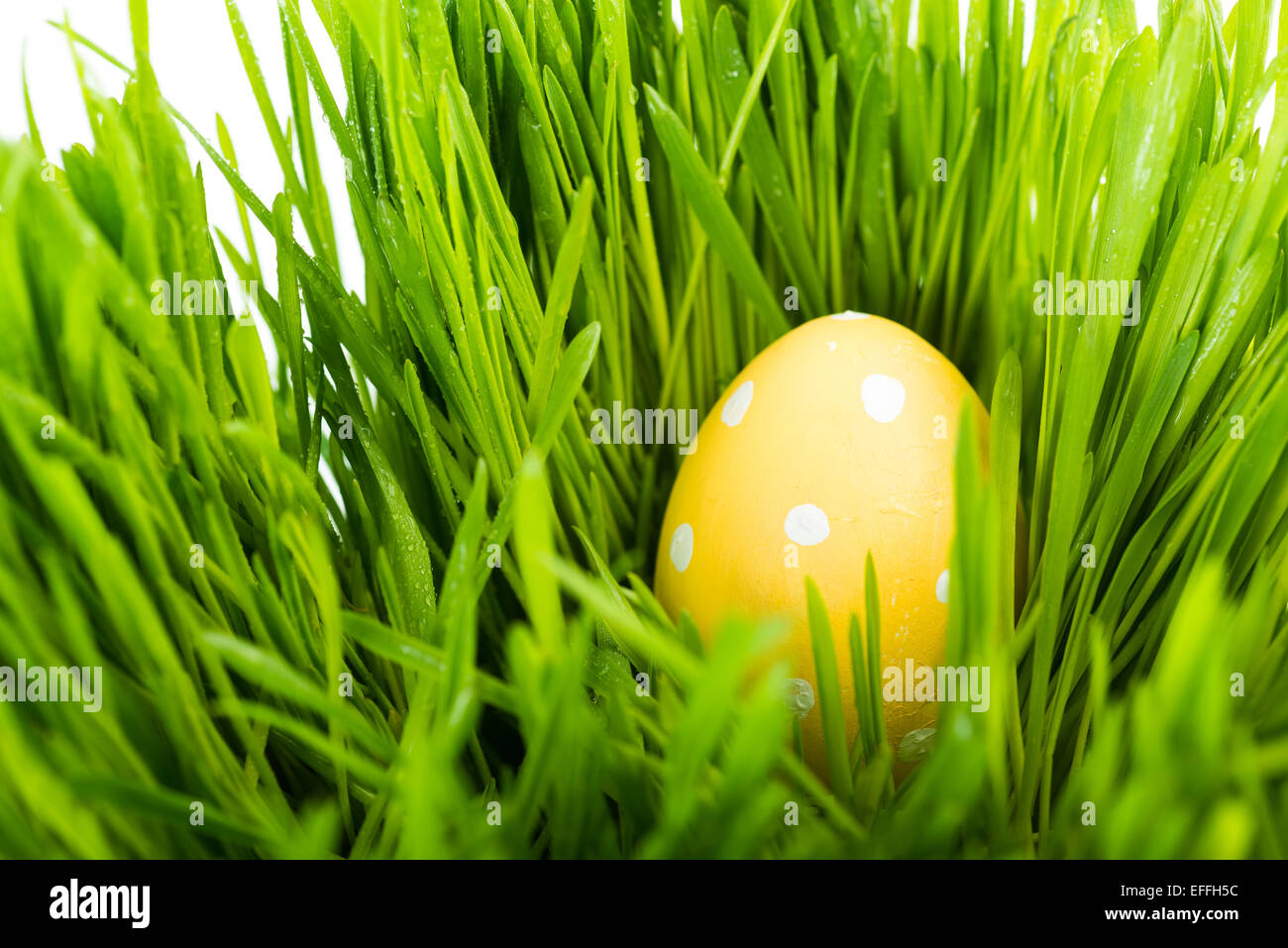 Oeufs de Pâques on Green grass Banque D'Images