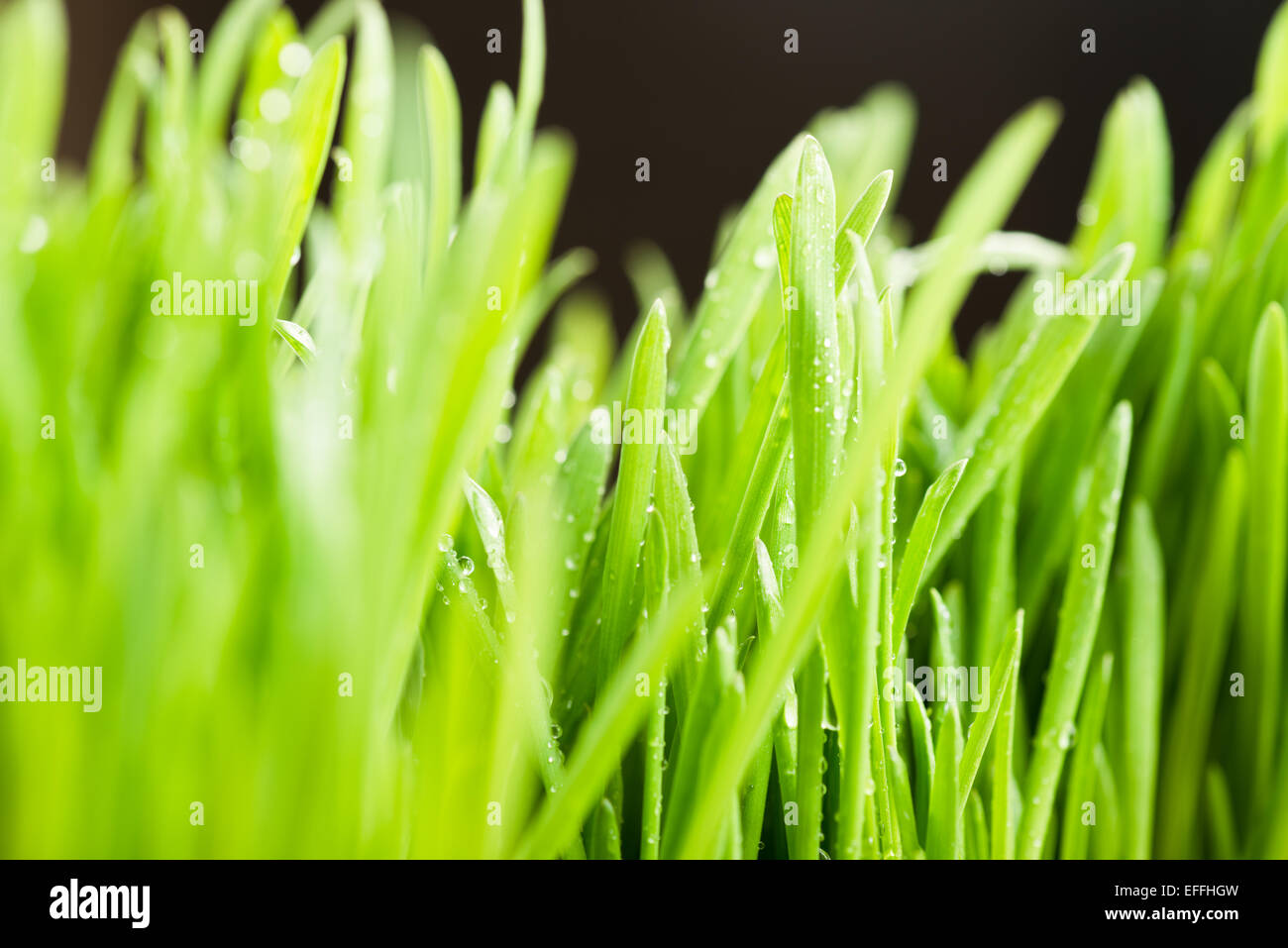 Gouttes d'eau sur l'herbe verte (Shallow Dof) Banque D'Images
