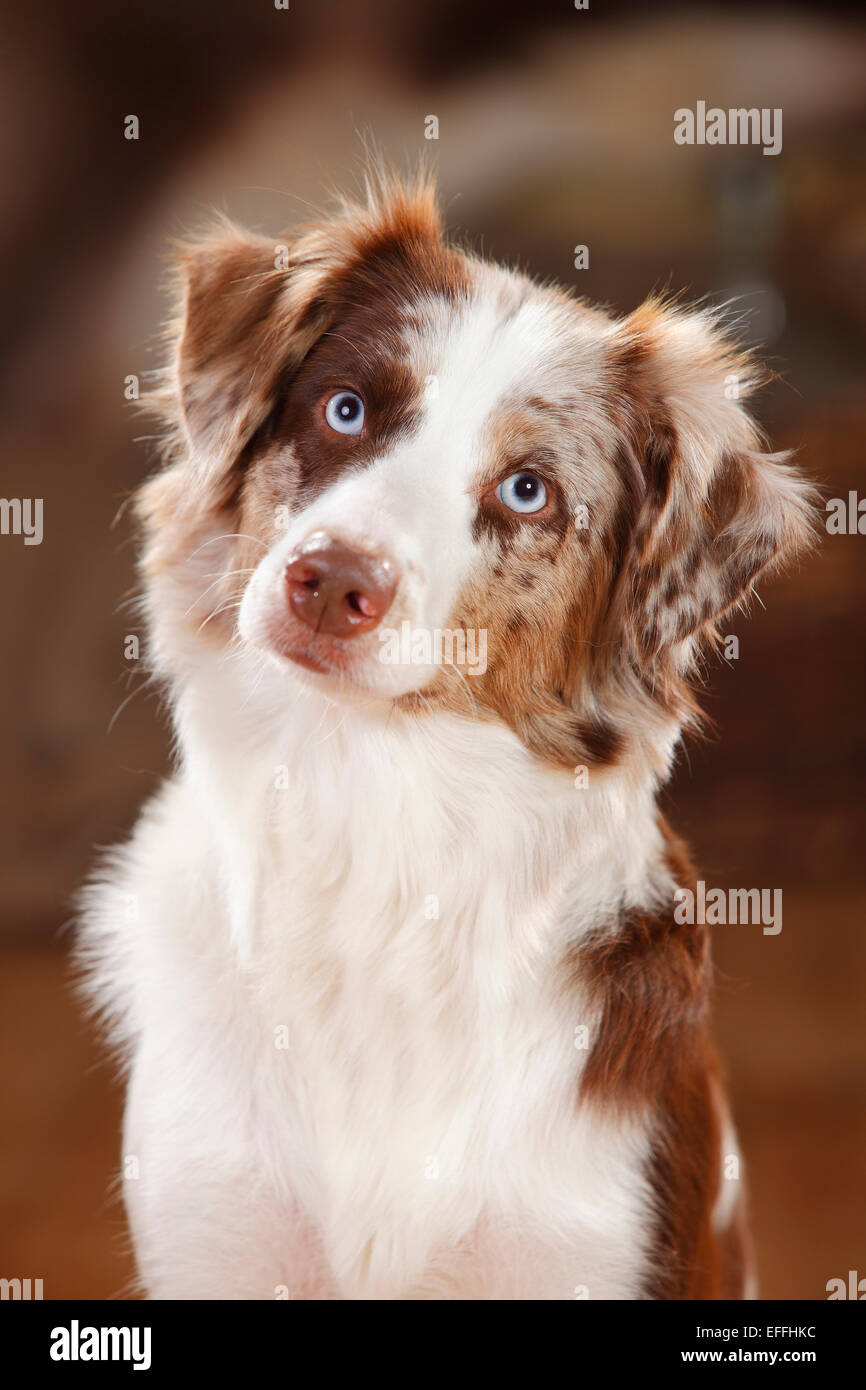 australian shepherd red