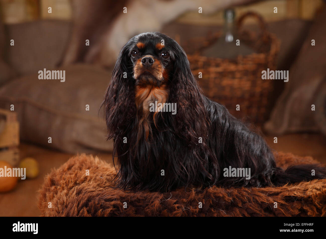 Cavalier King Charles Spaniel Chien Mâle Noir Et Feu