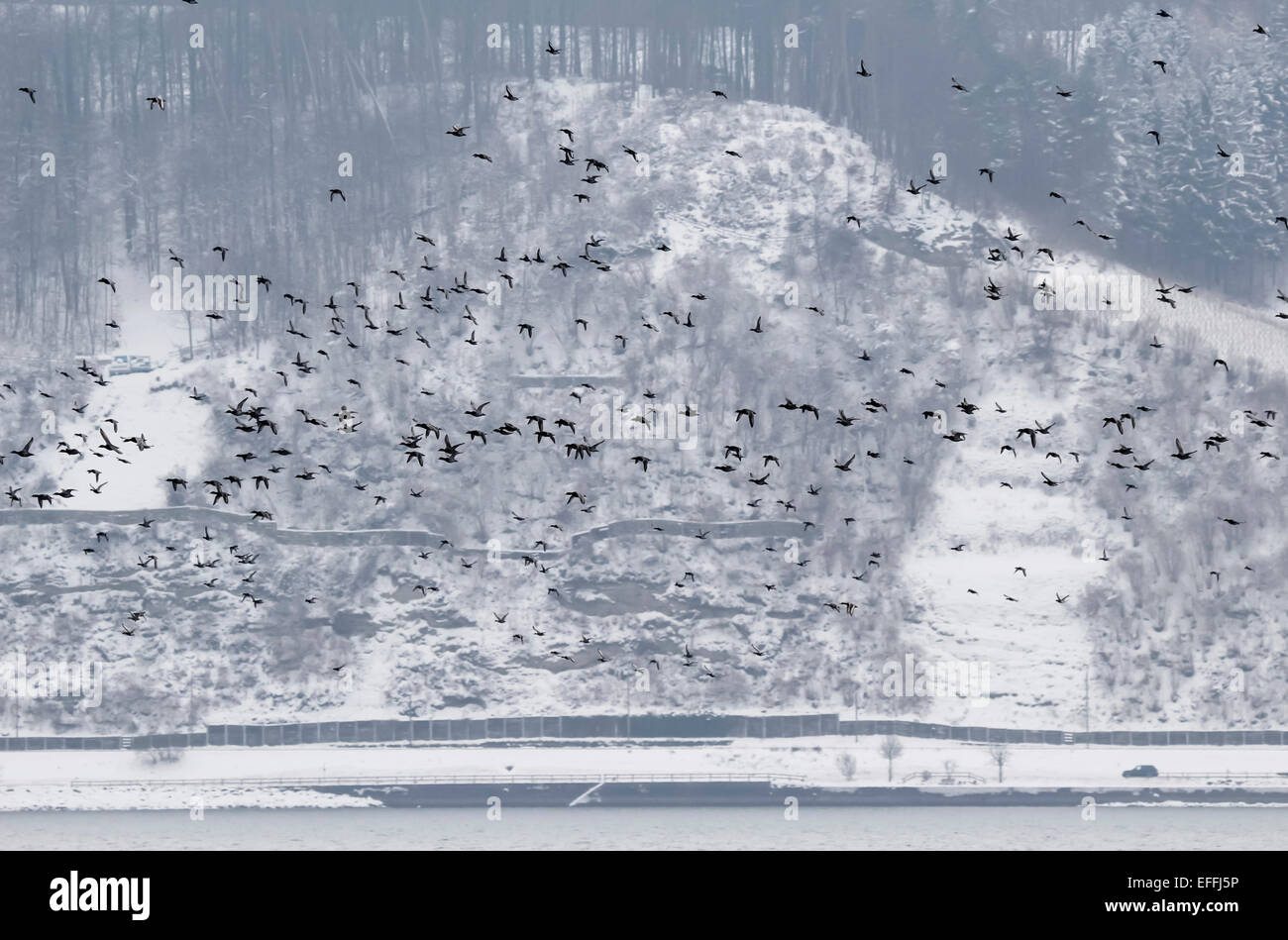 Allemagne, Lac de Constance et de vol des oiseaux en hiver Banque D'Images