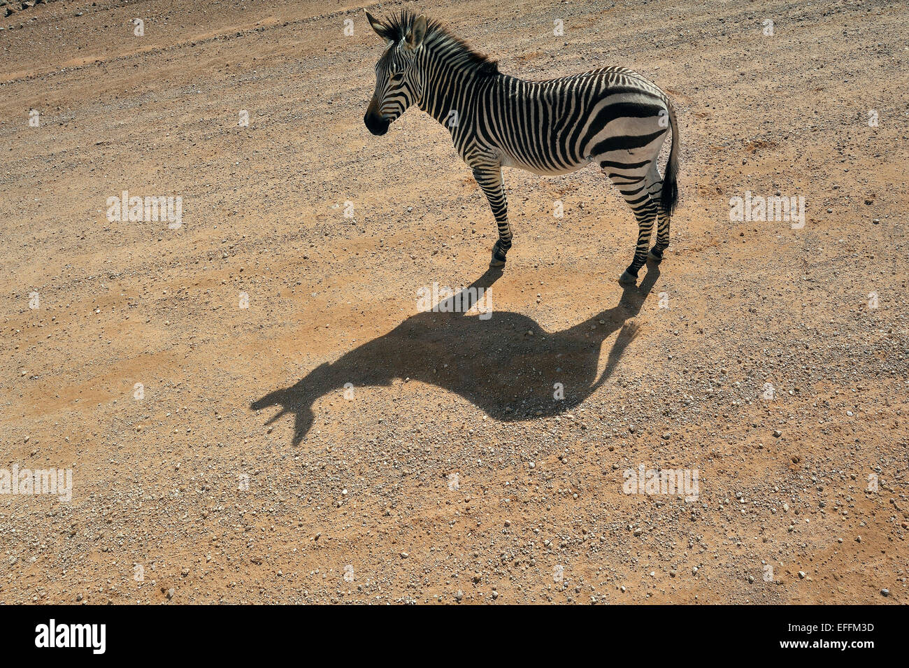 La Namibie, Solitaire, zèbre des plaines debout sur lane dans la lumière du soleil Banque D'Images