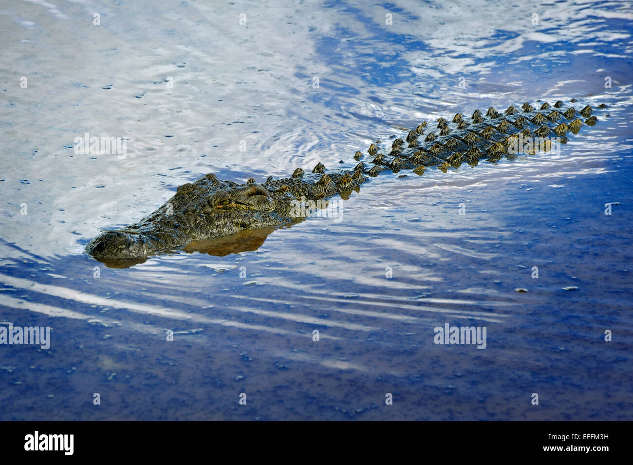 La Namibie, Erindi Private Game Reserve, natation crocodile du Nil, Crocodylus niloticus Banque D'Images