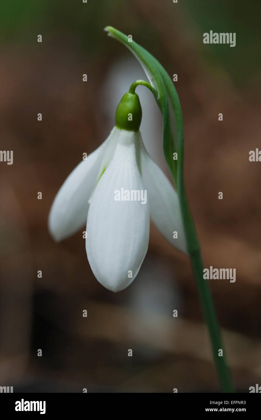 Galanthus nivalis Arnott'', seule grande floraison précoce blanc snowdrop, nain vivace ampoule. United Kingdom. Février. Banque D'Images